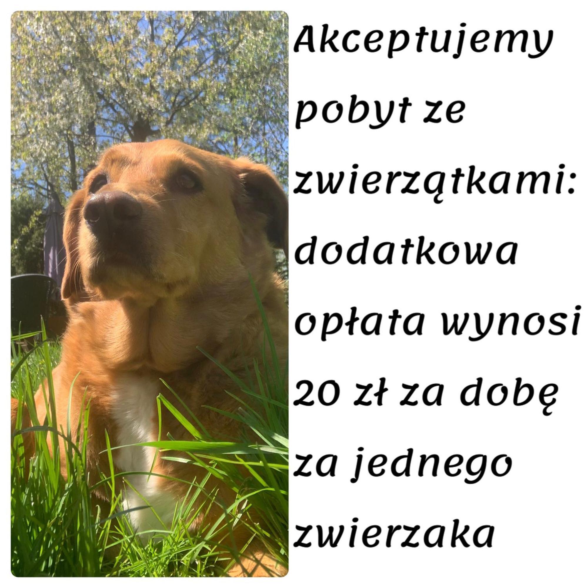 Domki Caloroczne - U Ptaka - Milkow Kültér fotó